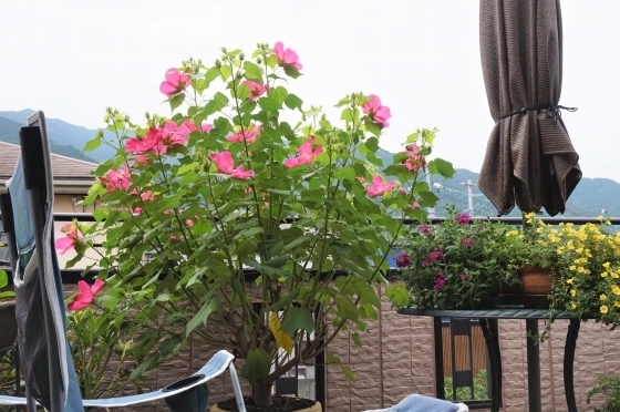 DSC07113.jpg