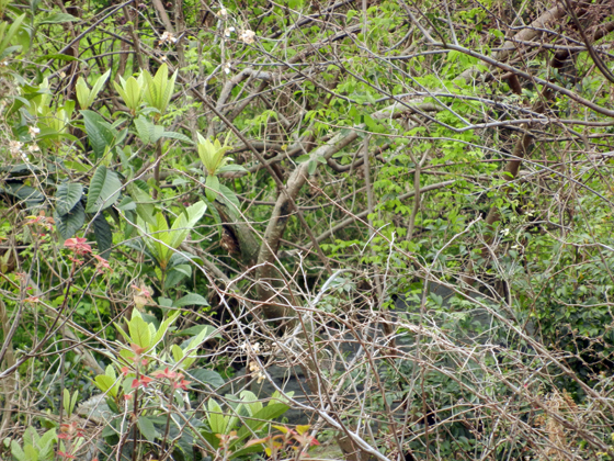 DSCN4474.JPG