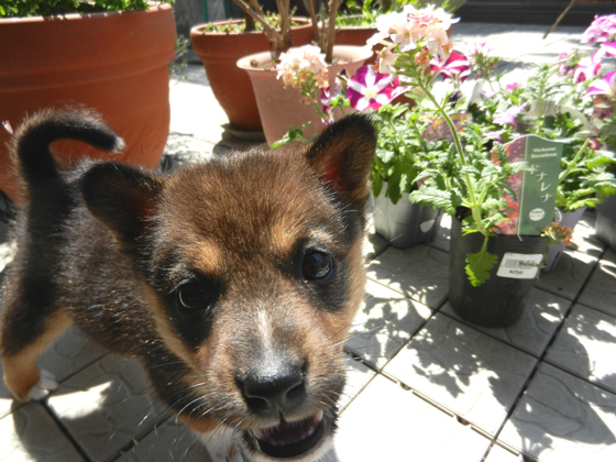DSCN4569-thumbnail2.jpg