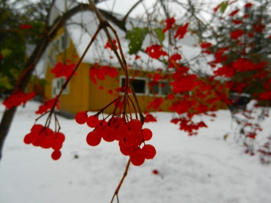 DSCN7339.jpg