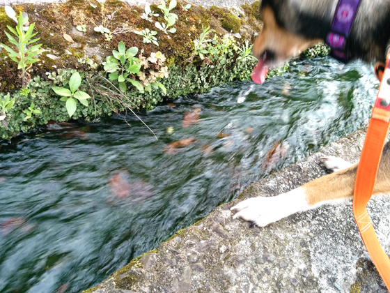 IMG_20150814_175932.jpg