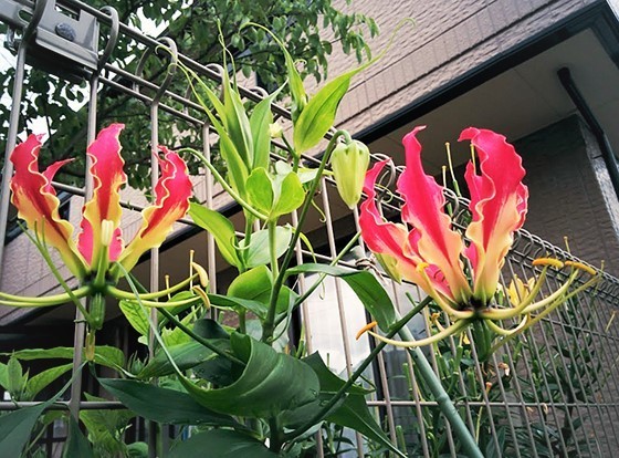 IMG_20170625_175101.jpg