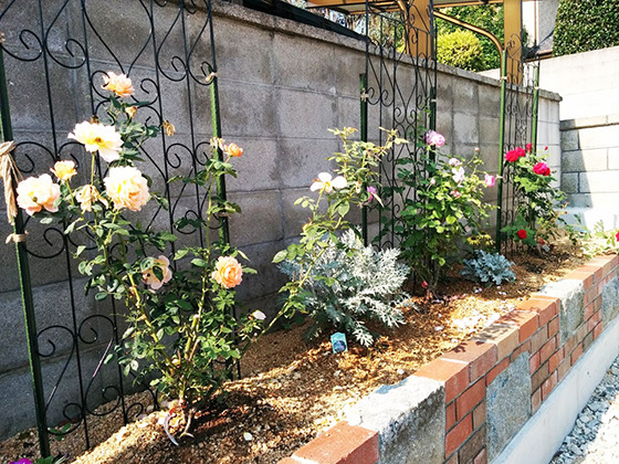 IMG_20170715_082743.jpg
