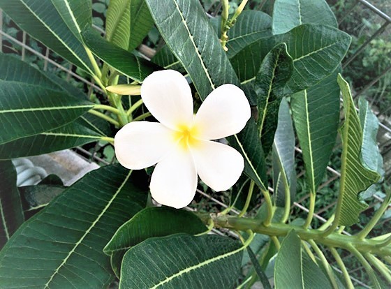 IMG_20170830_183537.jpg