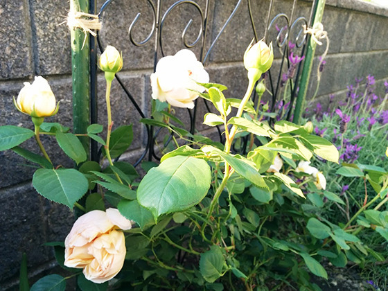 IMG_20180512_170745.jpg
