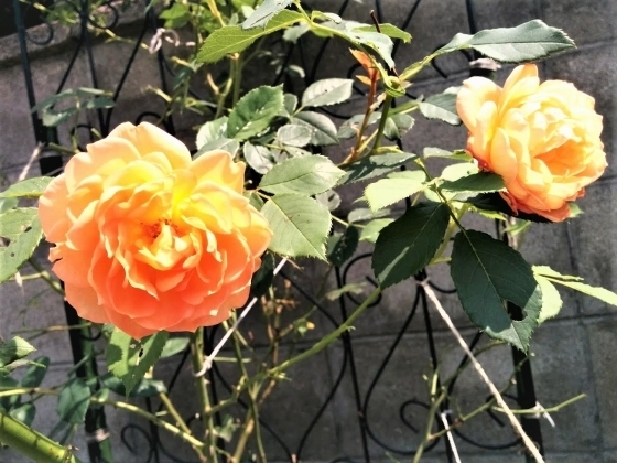 IMG_20180622_142024.jpg