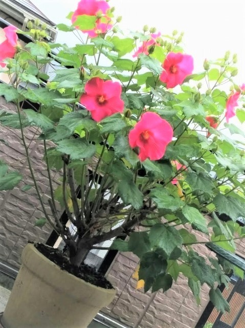 IMG_20180630_083031.jpg