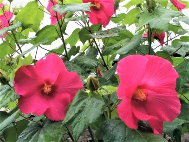 IMG_20180630_083119.jpg