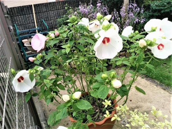 IMG_20180712_172003.jpg