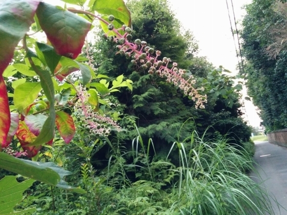 IMG_20180716_190054.jpg