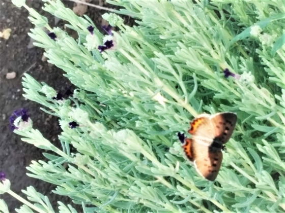 IMG_20180802_071635.jpg