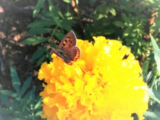 IMG_20180802_071845.jpg