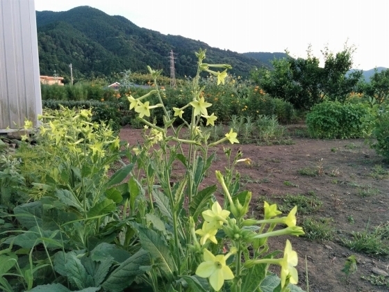 IMG_20180808_184427.jpg