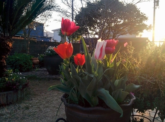 IMG_20190403_174742.jpg