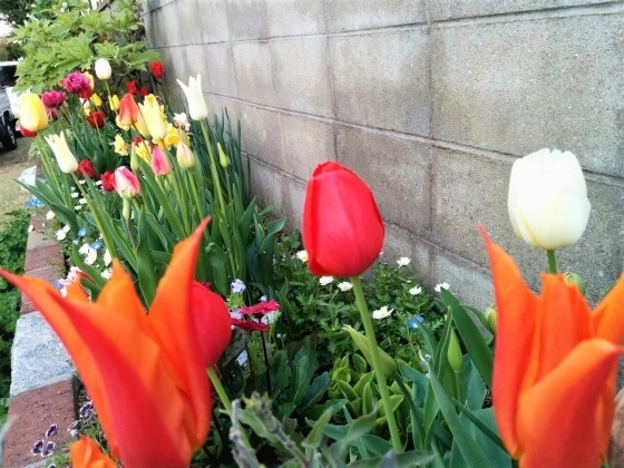 IMG_20190417_183121.jpg