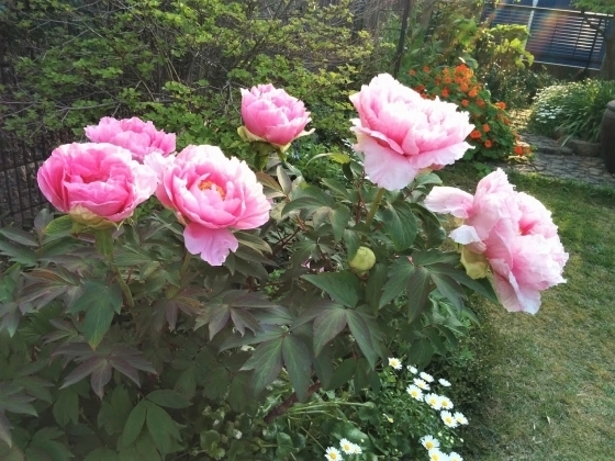 IMG_20190421_172646.jpg