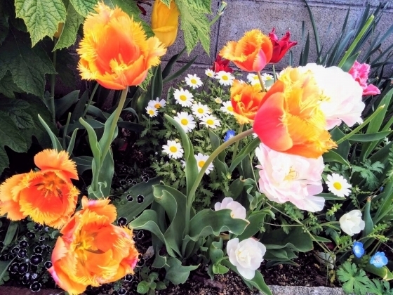 IMG_20190426_142203.jpg