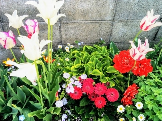 IMG_20190426_142220.jpg