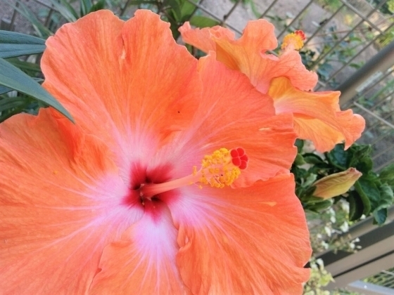 IMG_20190516_173302.jpg