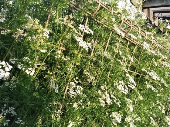 IMG_20190516_173357.jpg