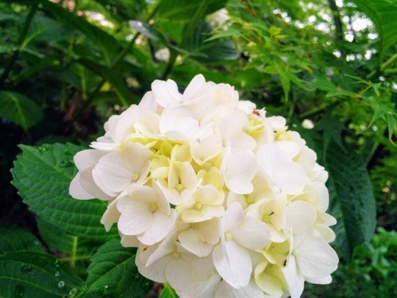 IMG_20190607_172710.jpg