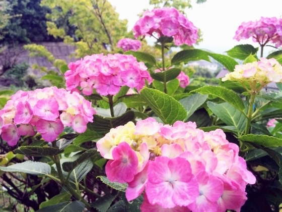 IMG_20190607_173053.jpg
