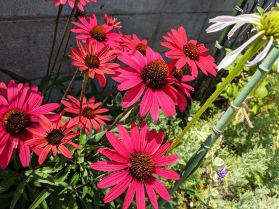 IMG_20190624_103946.jpg