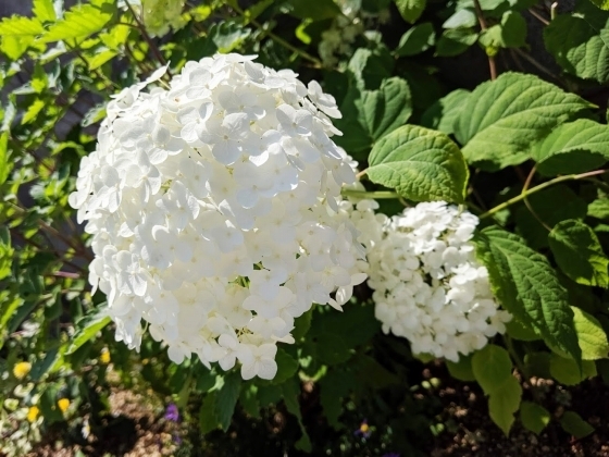 IMG_20190624_104031.jpg