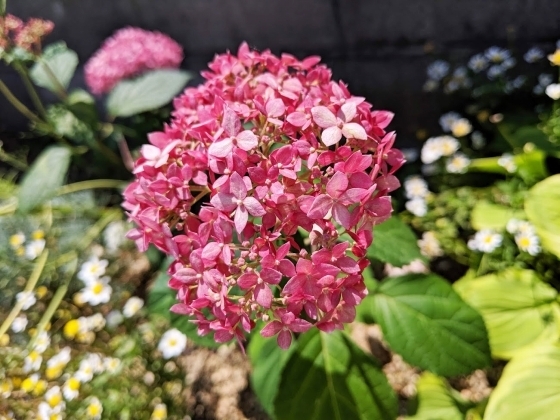 IMG_20190624_104104.jpg