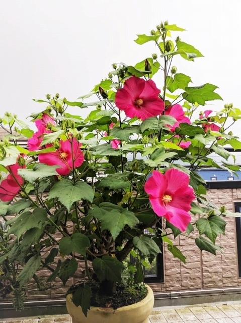 IMG_20190701_094725_1.jpg