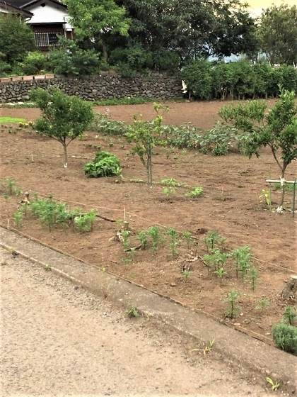 S__55631880.jpg